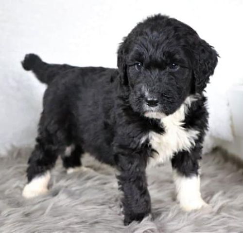 Pyrenees-Poodle Cross